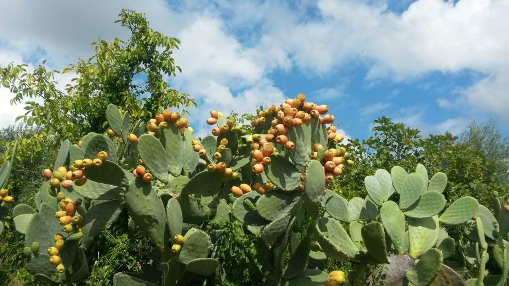 Agriturismo Le Vedute Bisceglie Eksteriør billede